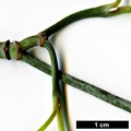 SpeciesSub: var. urbiniana